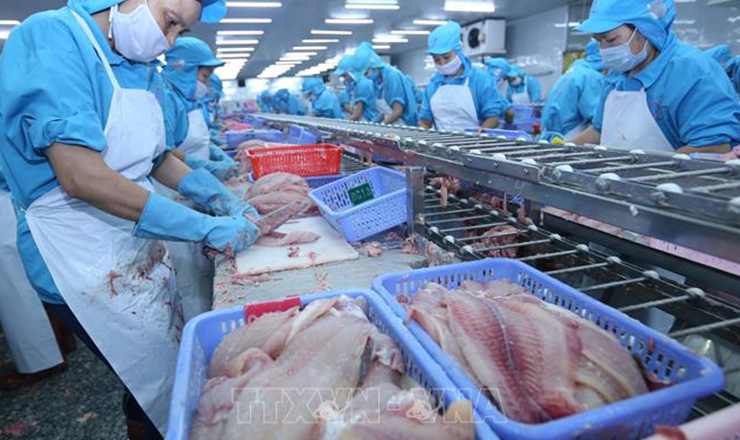 Shark catfish exports to US, China fall – Vietnam Fisheries Magazine