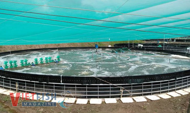 shrimp farming tanks