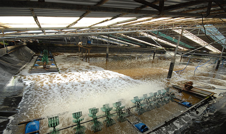 High-tech shrimp breeding yields high profits