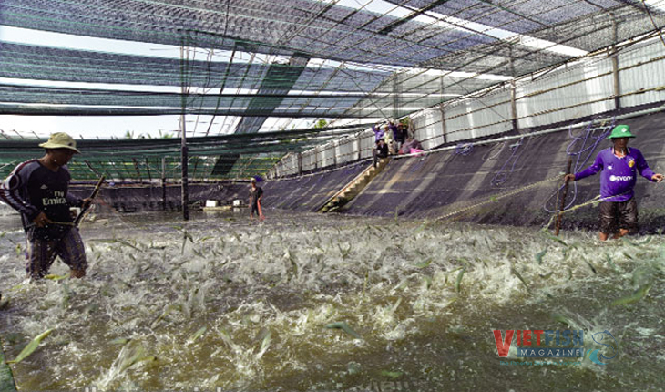 Phu Yen applies high technology in shrimp farming, Business