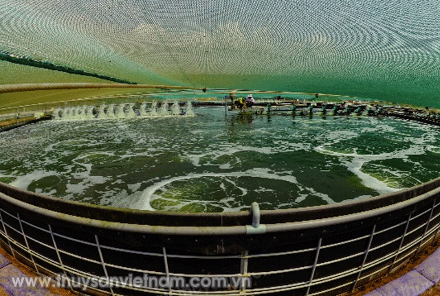 shrimp farming tanks