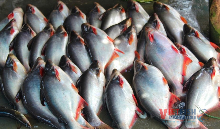 Prices of pangasius have bounced back strongly - Vietnam Fisheries Magazine