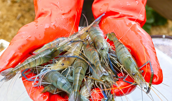 Giant river prawn difficults to consume, prices continue to fall