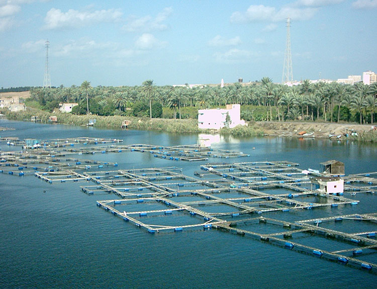 fish cage aquaculture farming