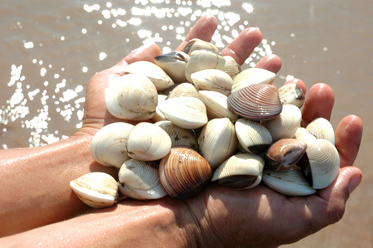 are clams mollusks