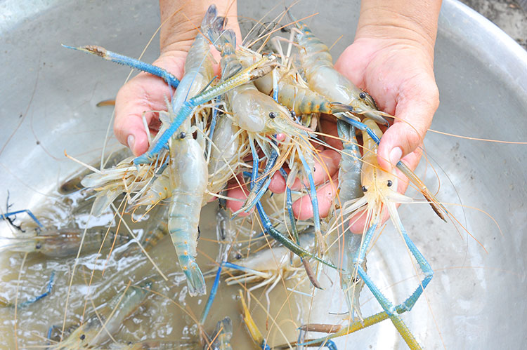 Building a Better Shrimp Trap - Mekong Fish Network