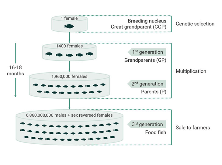 30 years of tilapia breeding programs An essential contribution for a