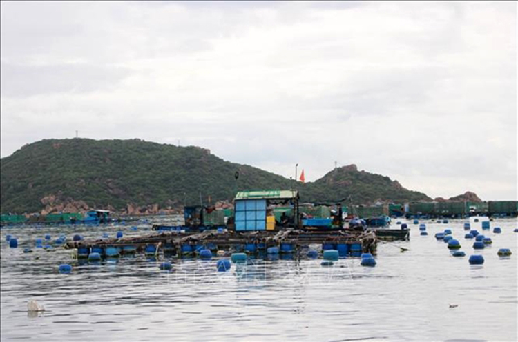 Caged lobster farms in Cam Ranh Bay