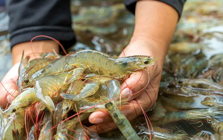 Shrimp price increase sharply in western provinces – Vietnam Fisheries ...