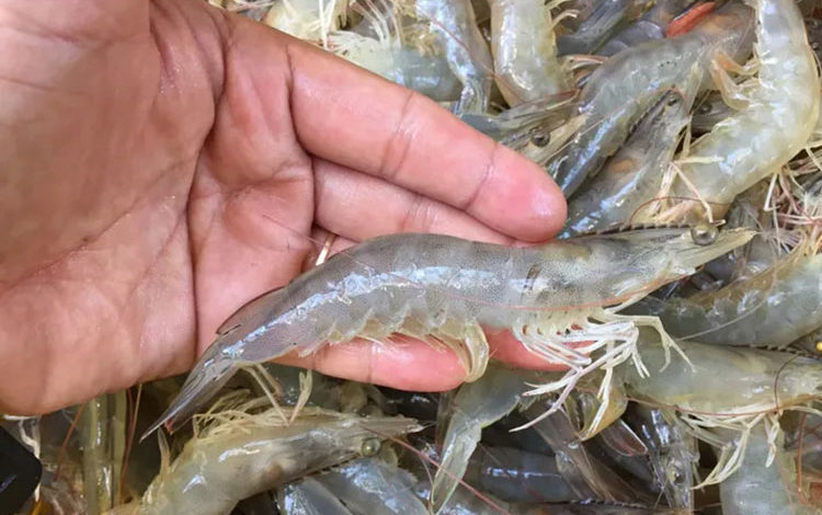 Shrimp Etc China Trade,Buy China Direct From Shrimp Etc Factories