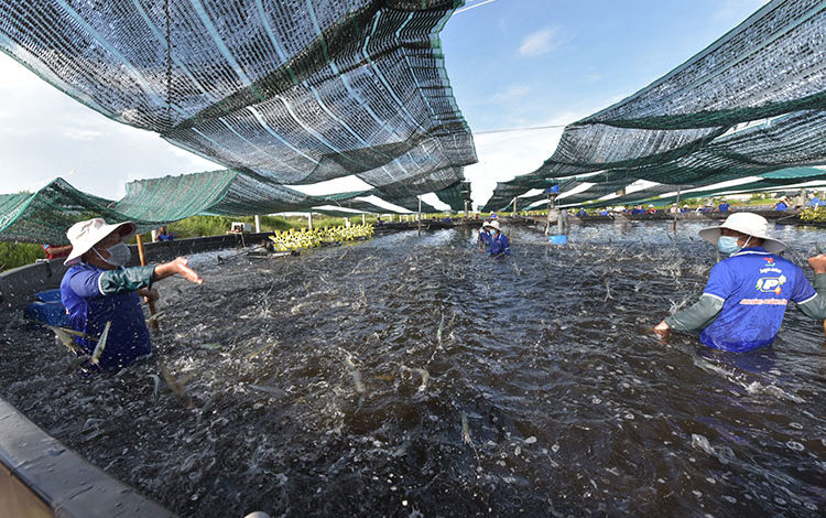 Protect trademark of Bình Thuận shrimp breeding stock - Vietshrimp  Aquaculture International Fair