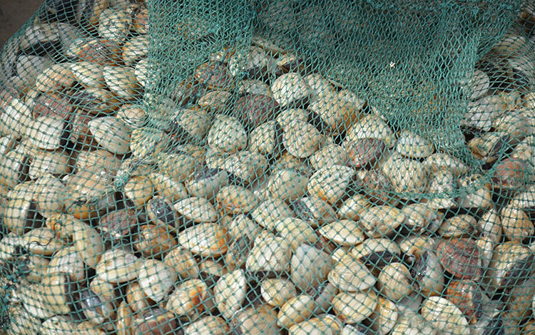 Clams  Agricultural Marketing Resource Center