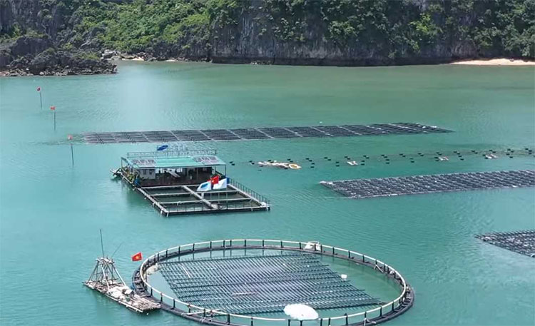 Ocean Vision Group. Your Aquaculture and Marine Technology