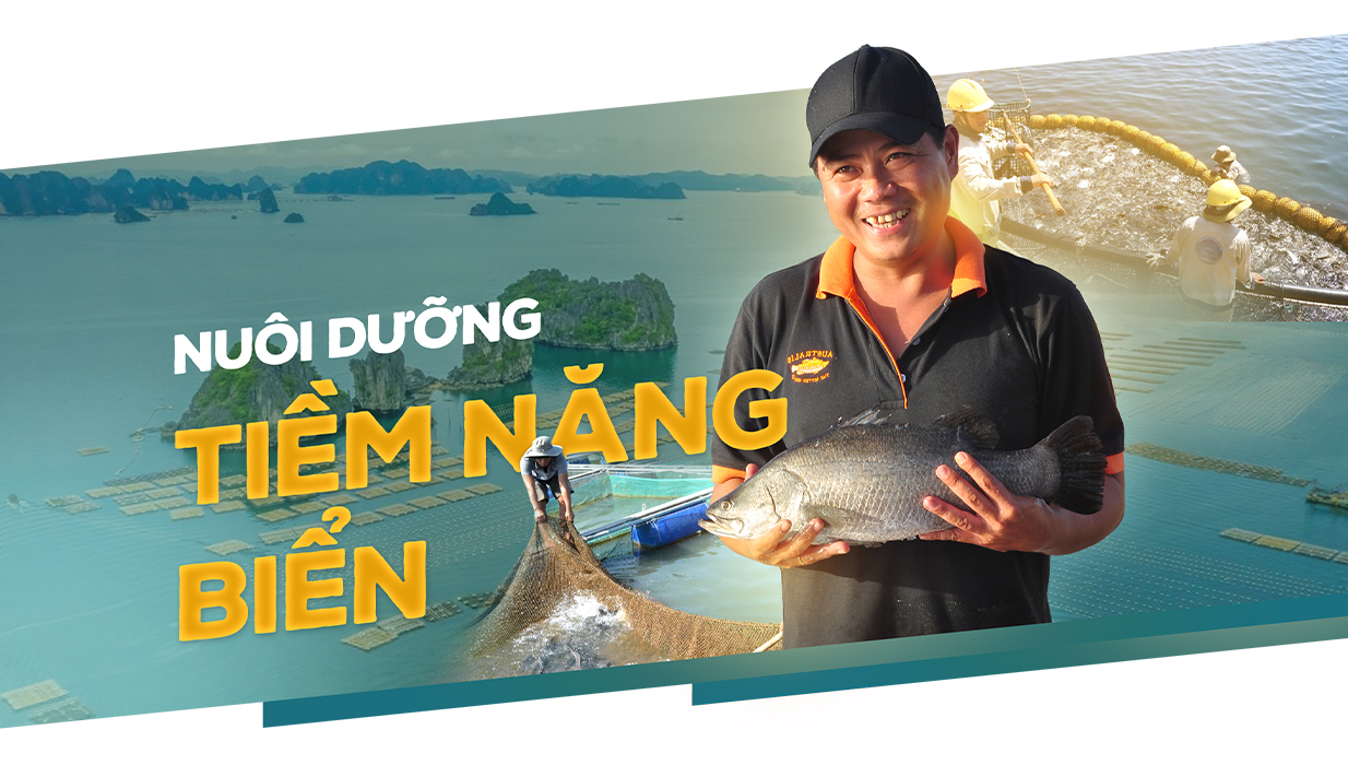 Nurture potential of marine culture – Vietnam Fisheries Magazine