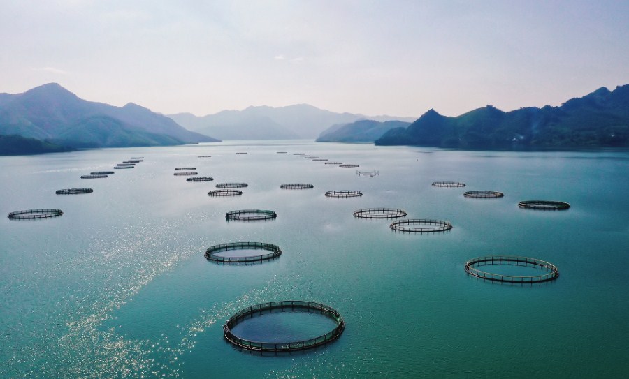Cage farming in the largest reservoir in Southeast Asia – Vietnam Fisheries  Magazine