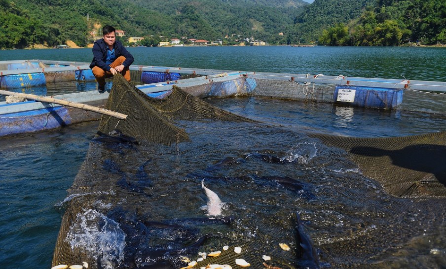 Cage farming in the largest reservoir in Southeast Asia – Vietnam